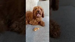 Love my cookie break!🐶🍪💕 #toypoodlelife #doggielife #toypoodle #lifewithdogs #cutedog #puppylove