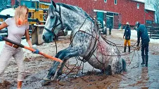 THE MOST INCREDIBLE HOOF RECOVERY THIS YEAR!