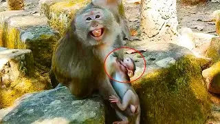 OMG! A Little Baby Monkey Bite His Mom So Hurt, Gladdis Money