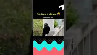 Funny Crow walk | crow funny video