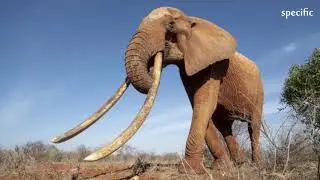 Incredible pictures capture rare 'Elephant Queen' in Kenya | UK news today