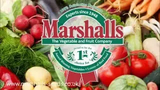 Marshalls Seeds Half Standard Gooseberries