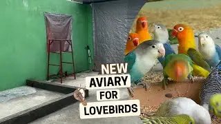 Building a New Aviary For Lovebirds ❤️