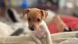Measuring a toy fox terrier to see how tall they are...