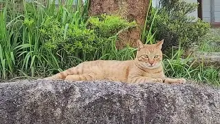 고양이 선발대가 마당에 나왔다. 예상치 못한 일들이 생겼다#계획전면수정