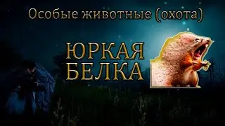 Особые животные (Охота) БДО. Белка (Юркая). Получение титулов. || Rare Squirrel Hunting Guide