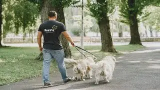 NO BUSQUES UN PERRO OBEDIENTE, BUSCA QUE COOPERE CONTIGO.