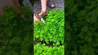 Parsley harvest, June 18 #gardeneralex