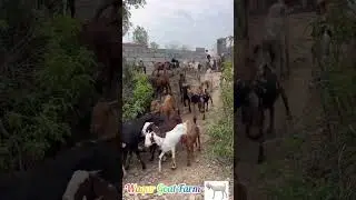 Going out for search of food. #goatfarm | #goatfarming | #waqargoatfarm | #goatfarmer | #natural |