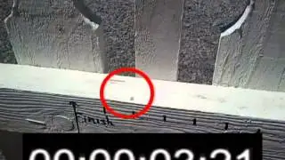 How Fast Are Ants? (The Speed of an Ant)