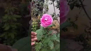 Paneer rose bloomed like a cup today #cup #bloom #rose #garden #shorts