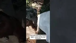 Dog vs goat#doglove #goat #fight #animallovers
