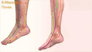 Меридиан почек