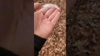 BALD EAGLE Down Feather