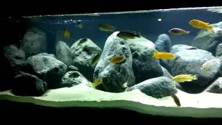 Biotope Malawi Tank 980L  update 18-06-2016