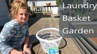 Growing Food Dollar Tree Laundry Baskets, It WORKS!!