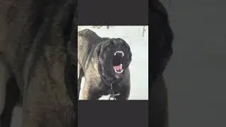 Kangal Shepherd Dog Barking Sound 🔥 #shepherd #dog #barking #sound
