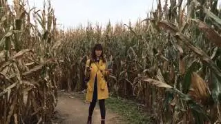 Corn Maze Killer