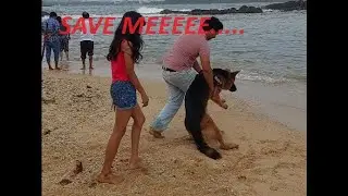 German Shepherds First Time Beach Experience