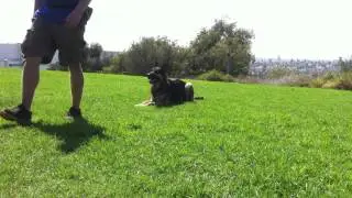 Practicing HEEL position using FRISBEE as reward- K9conservatory.com