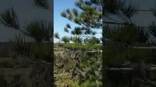 Quadcopter @ Florida &lsquo;Norfolk Island Pine&rsquo; Tree #nature #drone #conifers #shorts