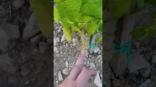 Grk Grapes ready for harvest.