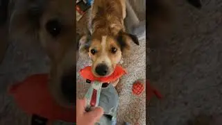 June #barkbox play time