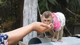 Baby Monkey Ploy Thirsty When Play Outside