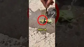 V&igrave; sao người ta tưới nước l&ecirc;n bọ ngựa để cứu n&oacute;