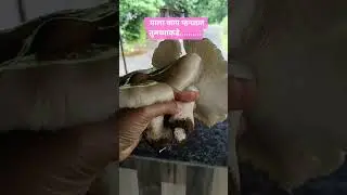 मोठी अळंबी मिळाली | कोकणातील अळंबी / रोवणा | Kokan | Mushroom #nature#alambi  #ranbhaji #kokanimeva