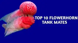 Top 10 Flowerhorn Tank Mates