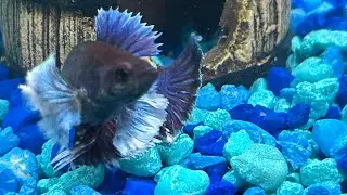 My Beta Fish Pamela Is Enjoying the Waterfall