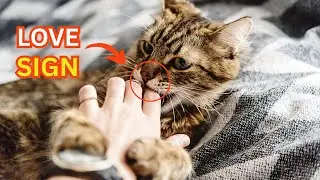 15 Signs Your Cat Thinks You&rsquo;re Their Parent &ndash; Feline Love Explained!