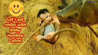Let's get smiles with baby monkey Celine