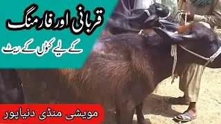 Rate of buffalo for qubani and farming / katta for sale