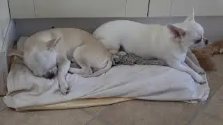 Jerry and Munna (Lulu and Jem) on their Kitchen-Bed, in the Afternoon of the Third Summer Heatwave,