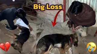 Mera Pyara Dog Leo Mar Gaye💔Big Loss😭Leo Ab Nahi Rahi😣