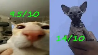 Rating the most epic cats from 1 to 10