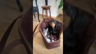 @pizzasausage. Loving his new dog tote bag #dogcarrier