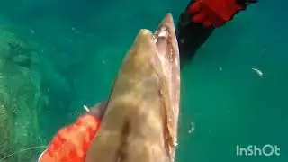 Video di pesca subacquea, Thailandia 2023.