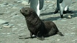 Antarctic Fur Seals, Salisbury Plain, South Georgia