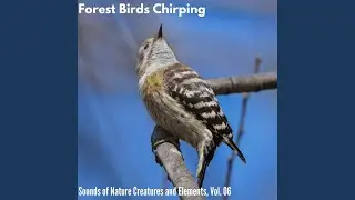 Screeeching Crickets