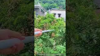 🔧 Smart Harvest   Picking Rare Wampee Fruit with Pole Catcher