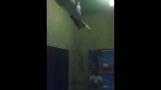 SLO-MO Bat Flight - Drucillas Zoo Eastbourne