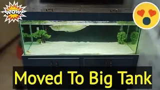 shifting Arowana Fish into 5 feet Tank |Rubesh's Aquarium|