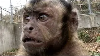 The Funniest Monkey Moments on Camera