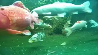 Pond and Turtle cam