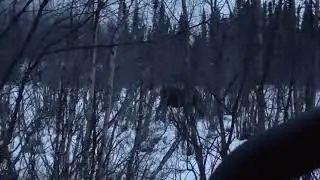 Spotted a moose hiding out in the bush. Alaska The Beautiful. ✌️😎🫎.  Like, Share & Subscribe . TY.