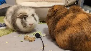 Guinea Pig Peaflakes ASMR 