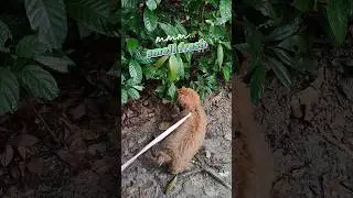 Puppy FIRST hiking experience 🏞️🌳Lots of happy sniff 🐶🐾 #hikingadventures #hikingwithpet #puppy